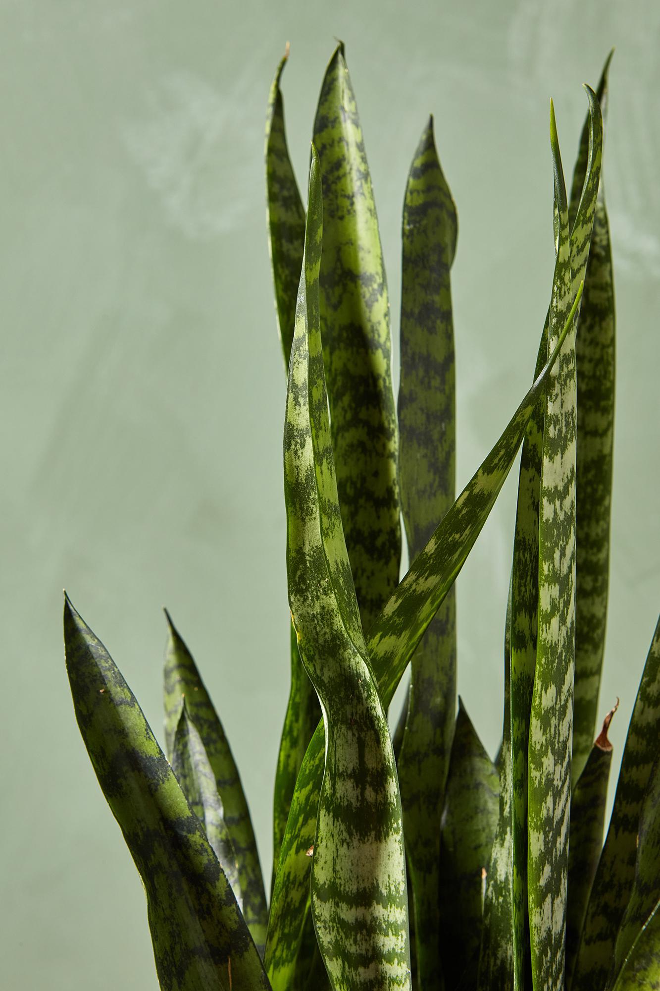 Snake Plant 'Zeylanica'