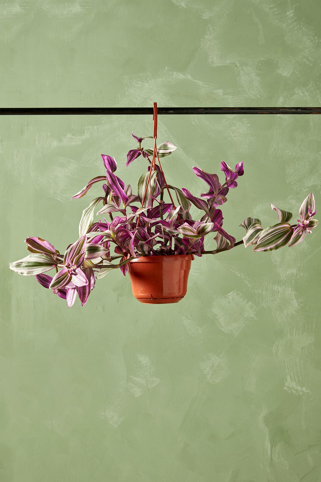 Tradescantia 'Nanouk'