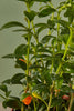 Goldfish Plant