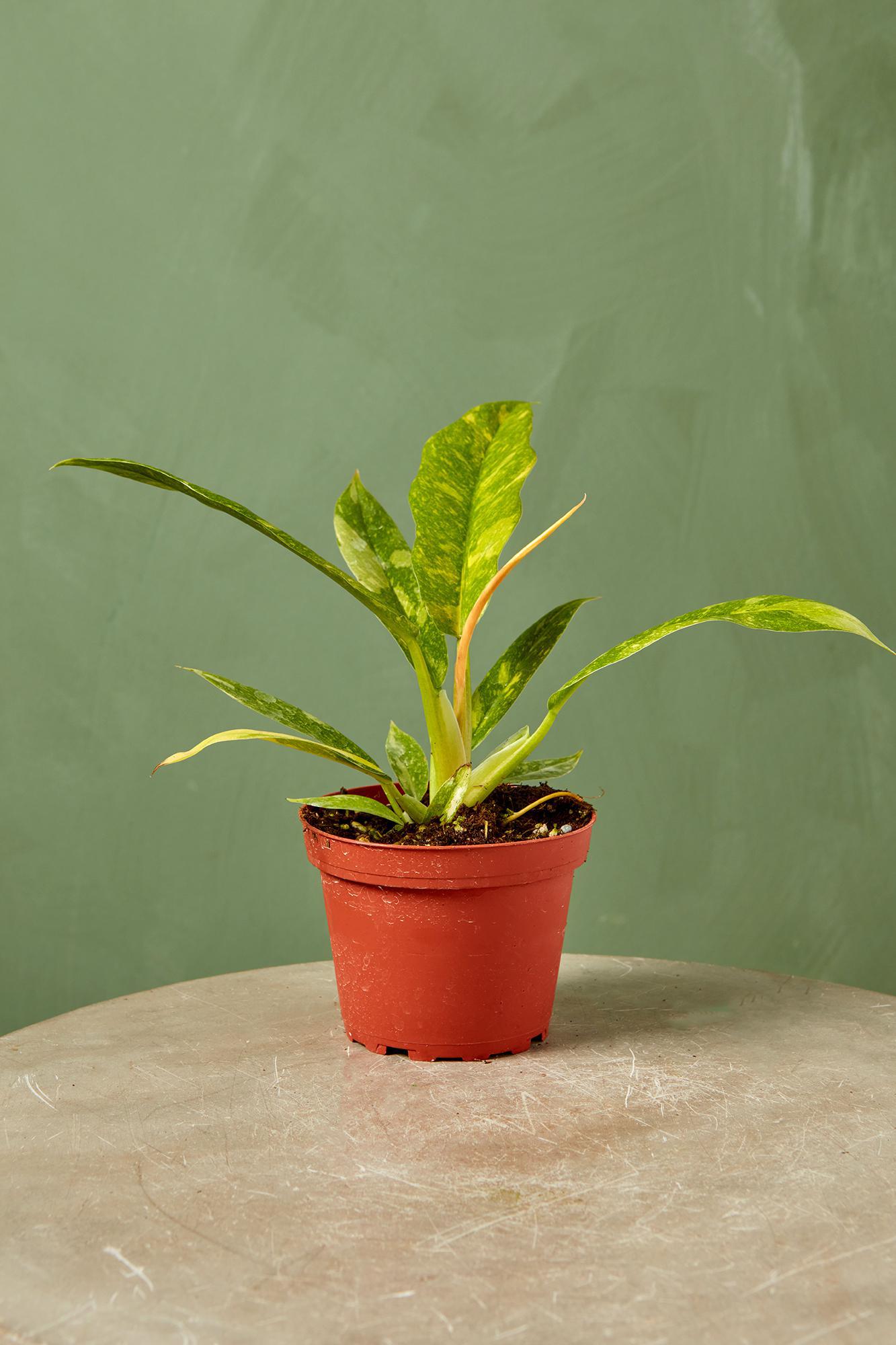 Philodendron 'Ring of Fire'