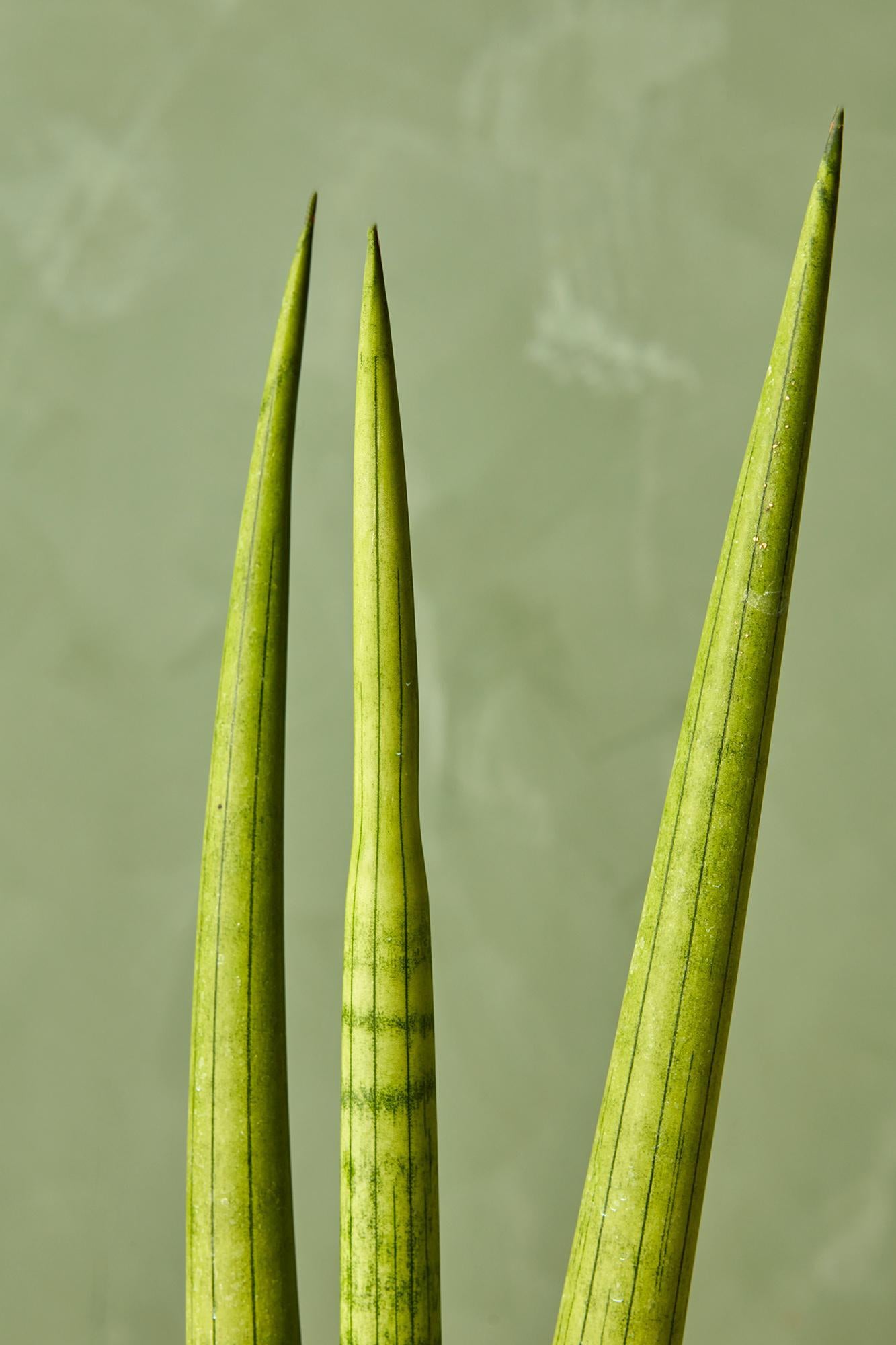 'Starfish' Snake Plant