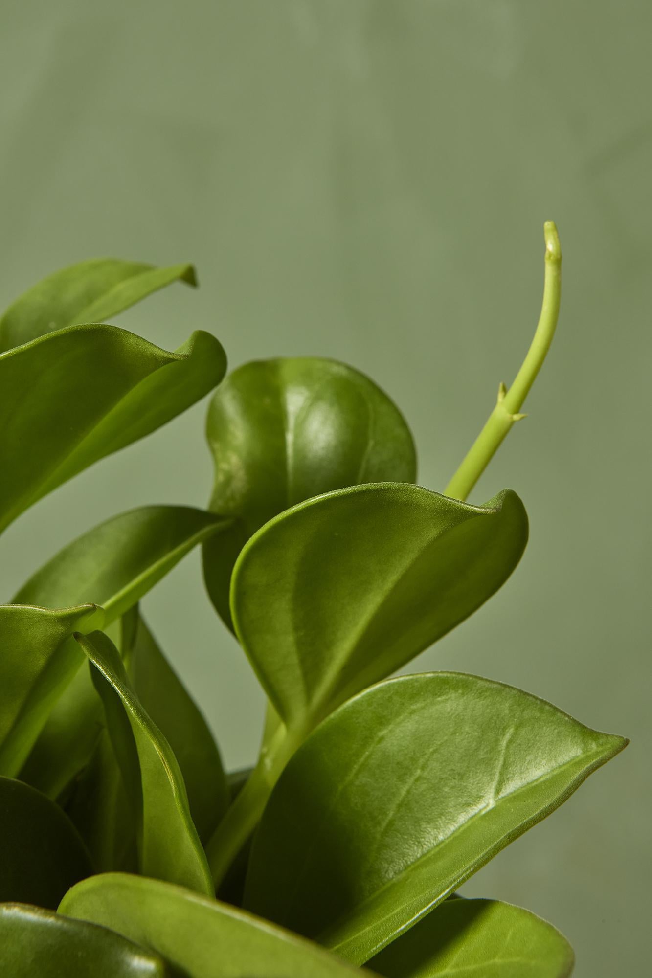 Hoya pachyclada
