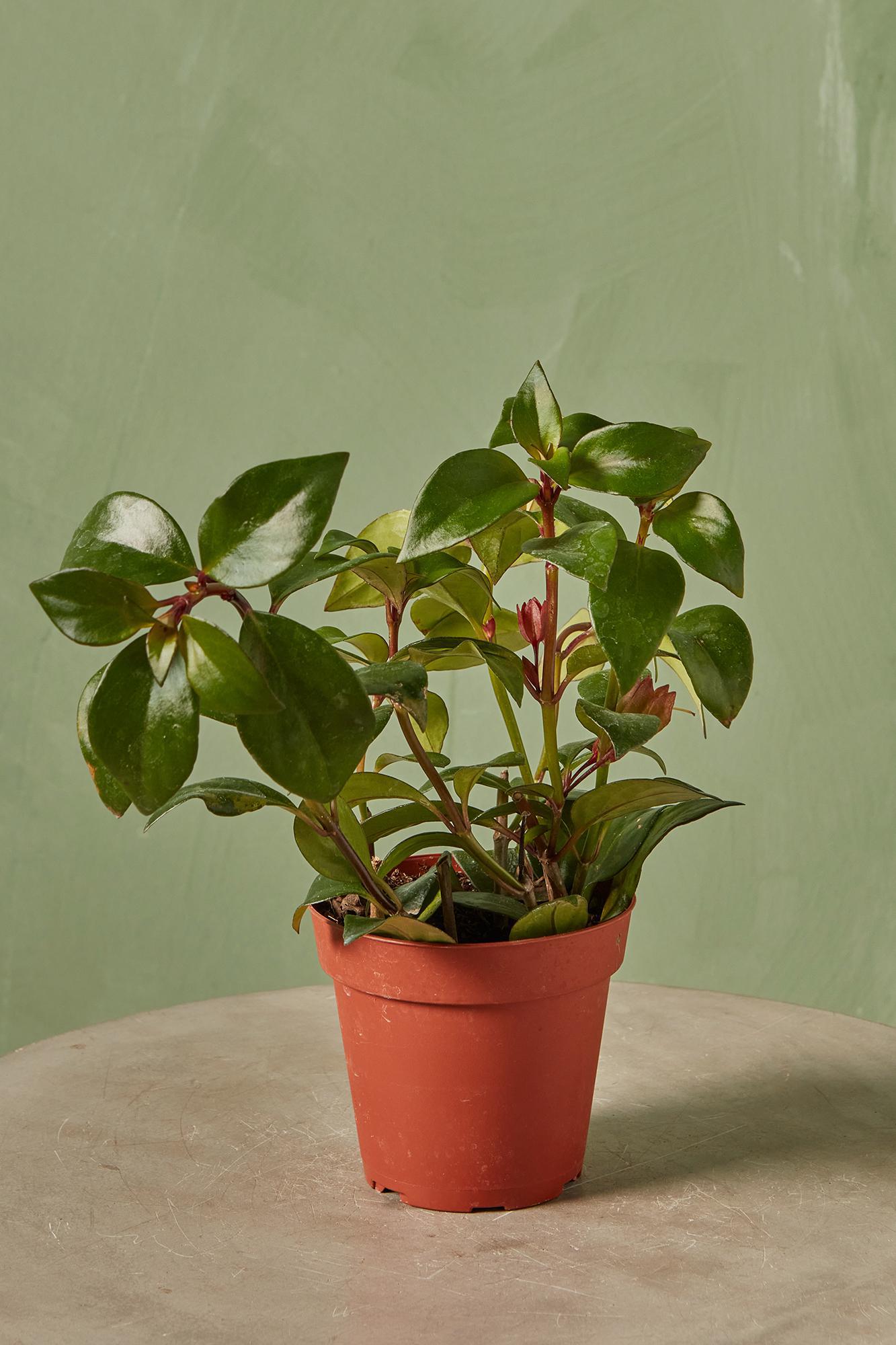 Goldfish Plant