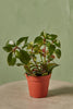 Goldfish Plant