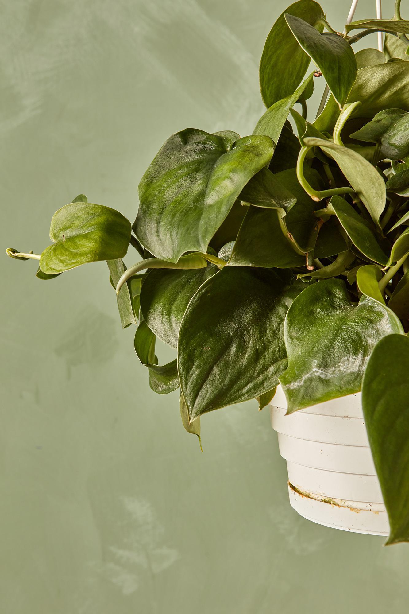Scindapsus 'Green Satin'