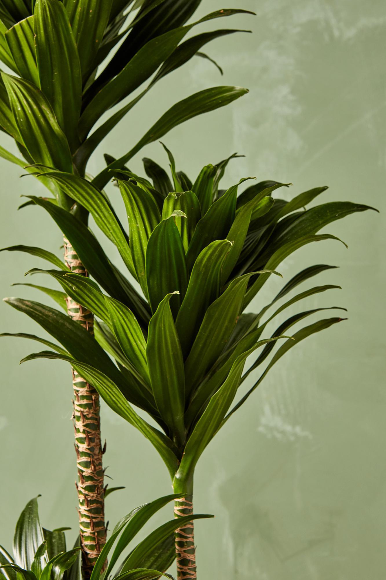 Dracaena 'Janet Craig Compacta'