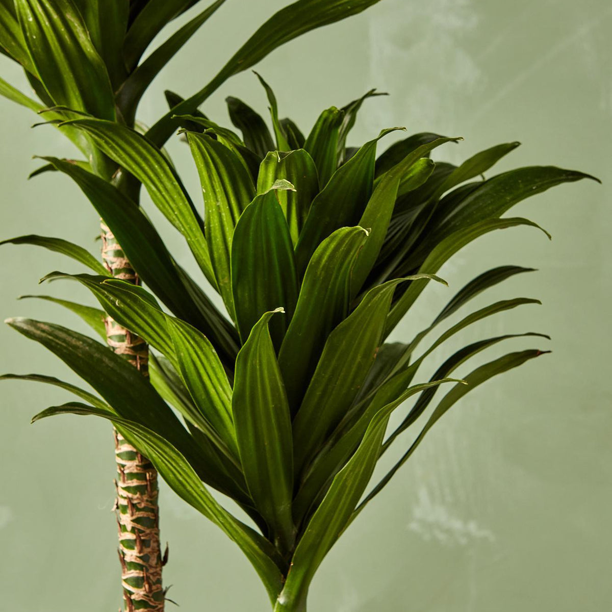 dracaena janet craig carmen Dracaena 'Janet Craig Compacta' 10" Bush
