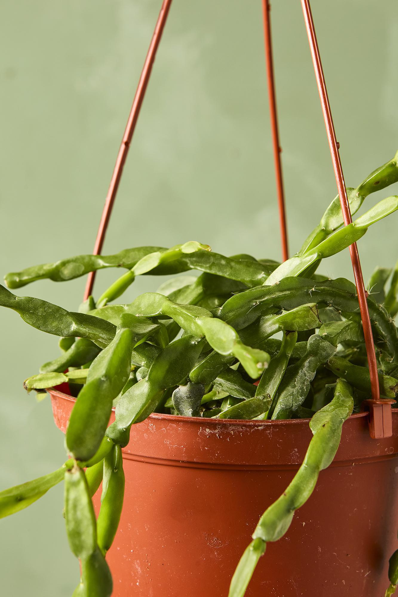 Rhipsalis paradoxa