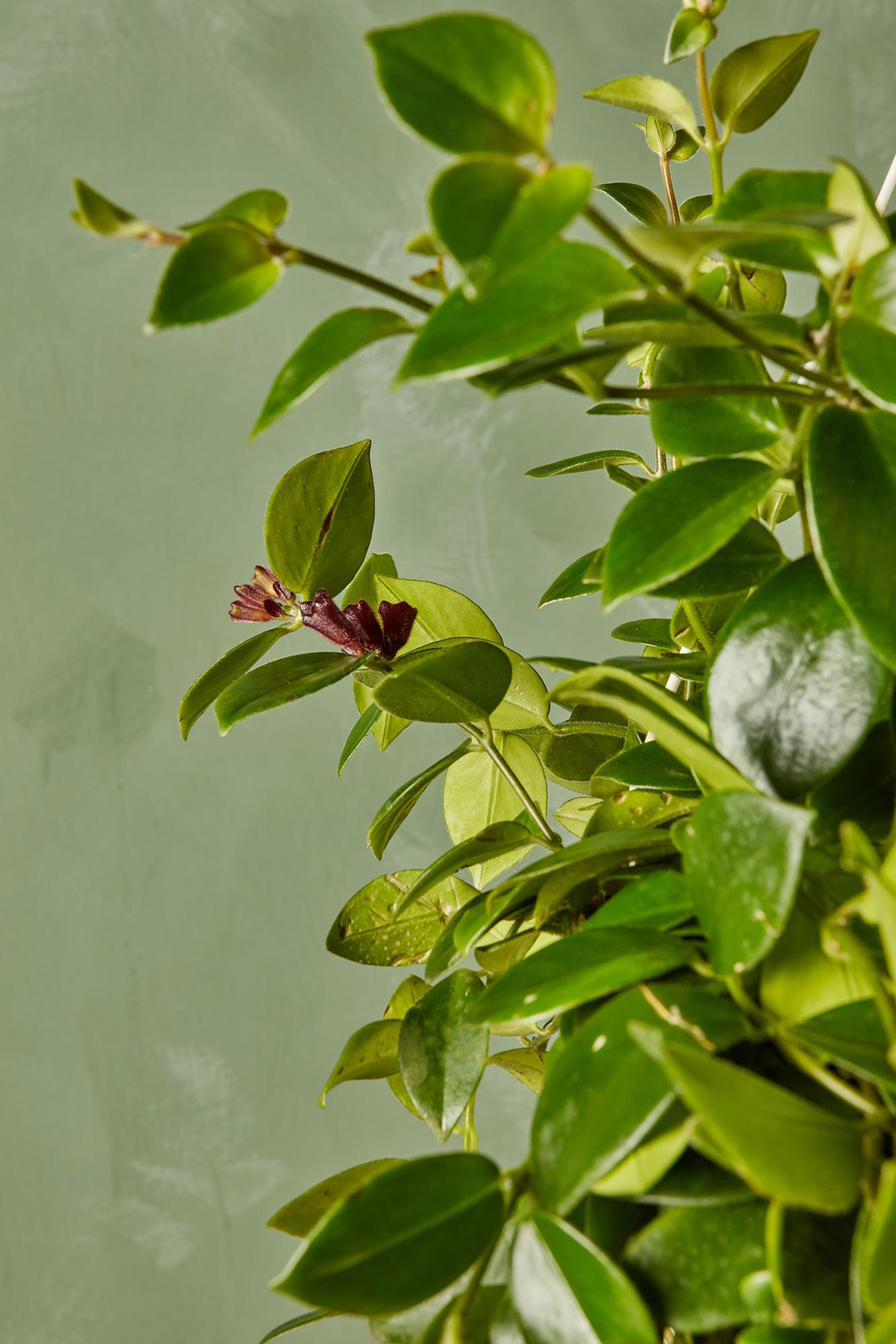 Lipstick Plant 'Mona Lisa'