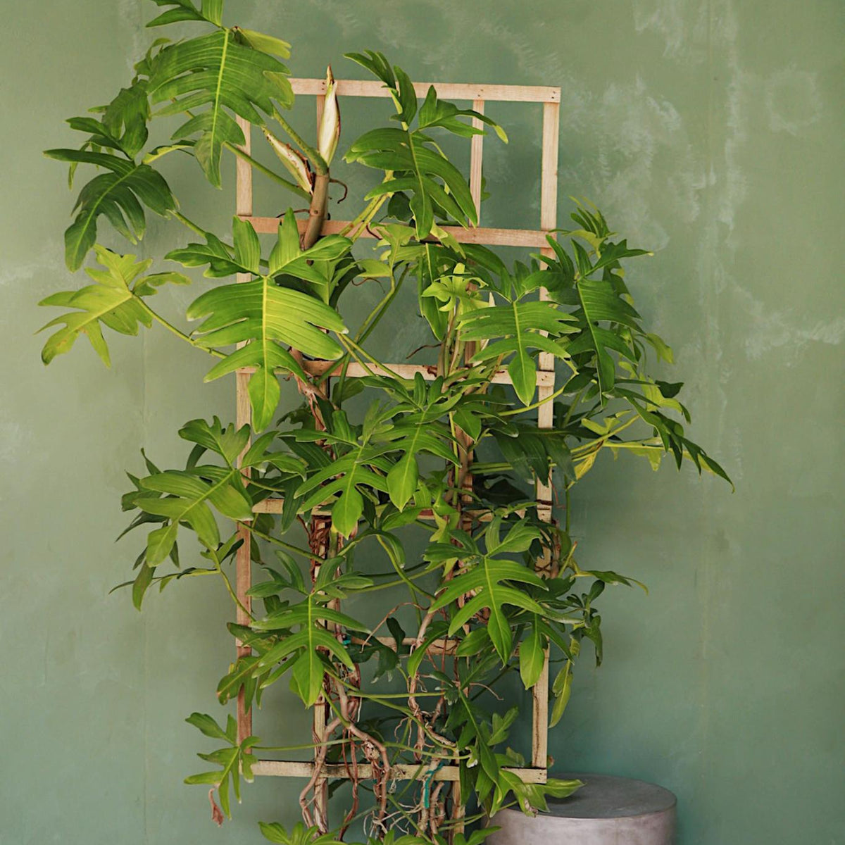 philodendron pedatum narrow Philodendron "Pedatum"