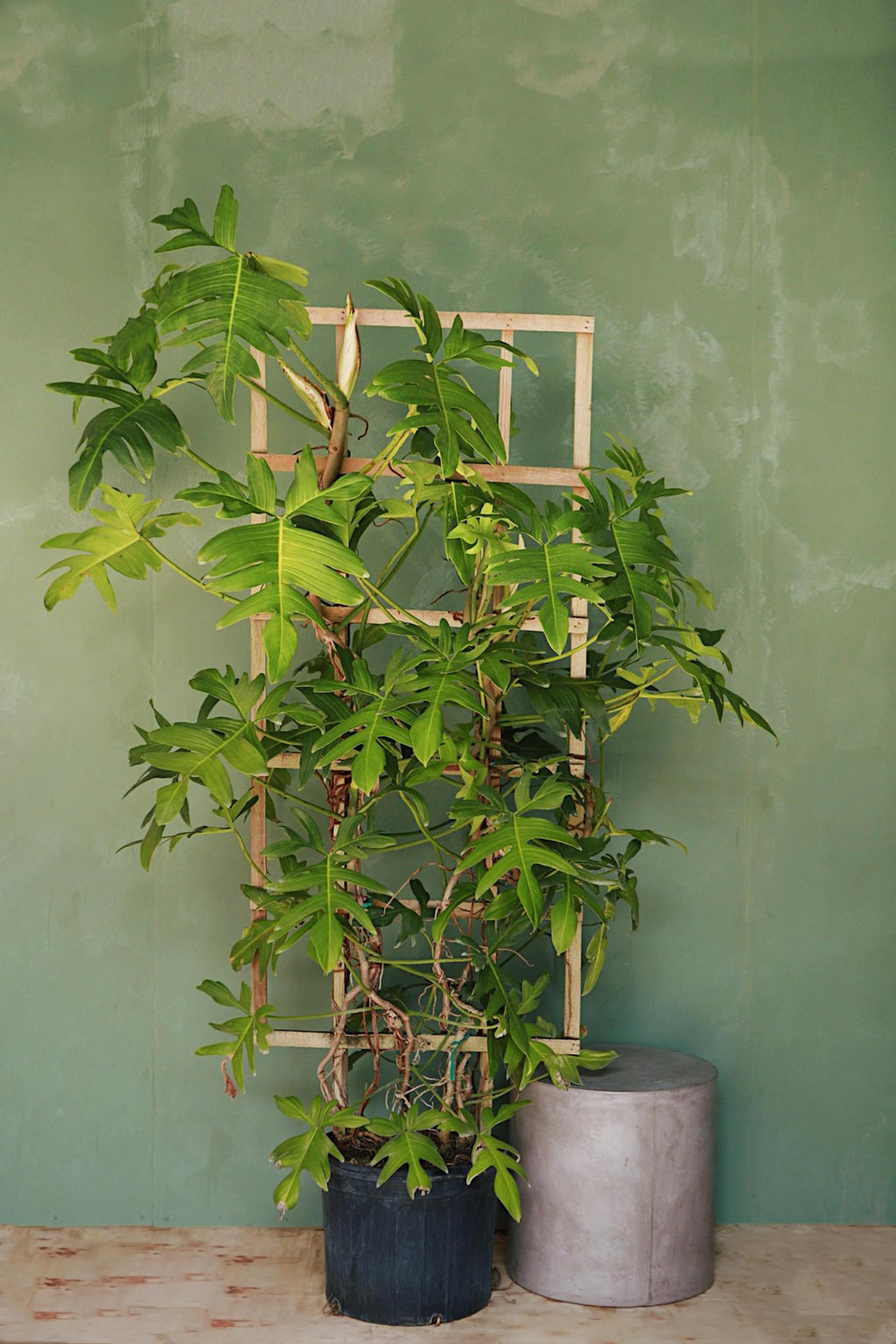 philodendron cordatum trellis Philodendron "Pedatum"