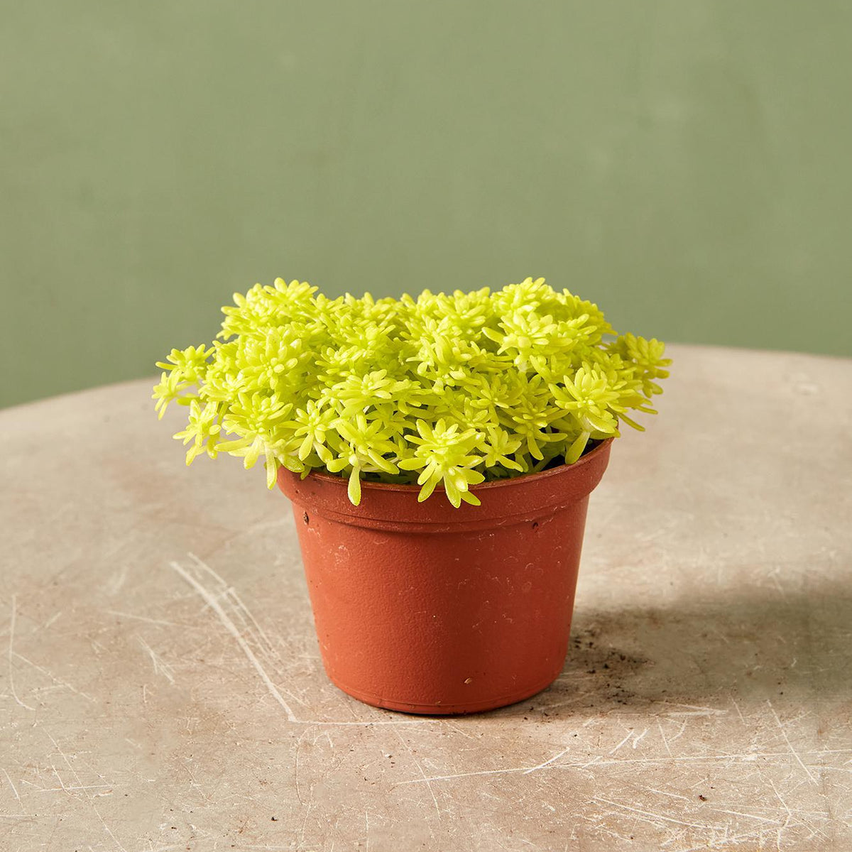 succulent yellow sedum Sedum 'Fine Gold Leaf' 4"