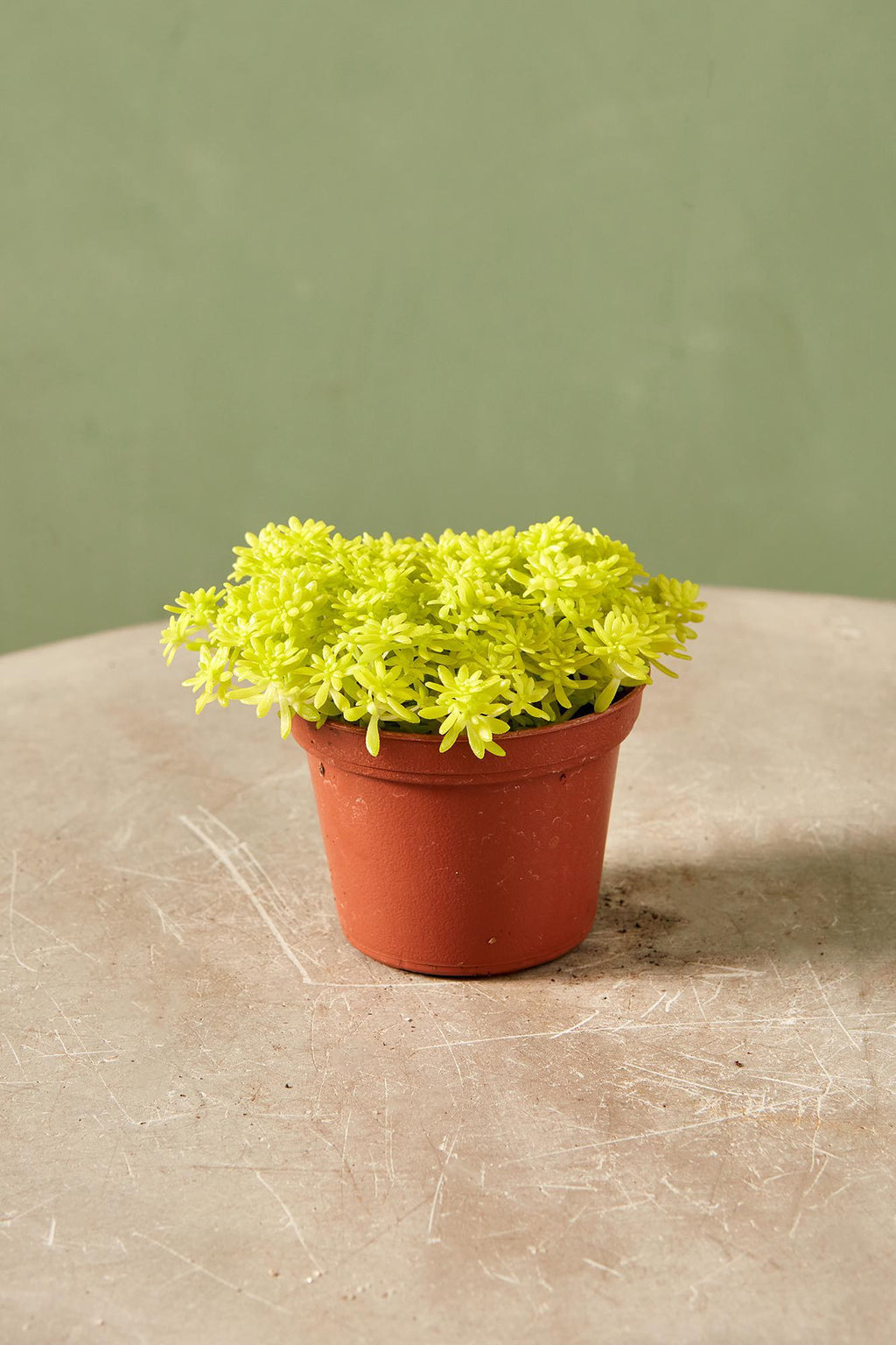gold potted succulent Sedum 'Fine Gold Leaf' 4"