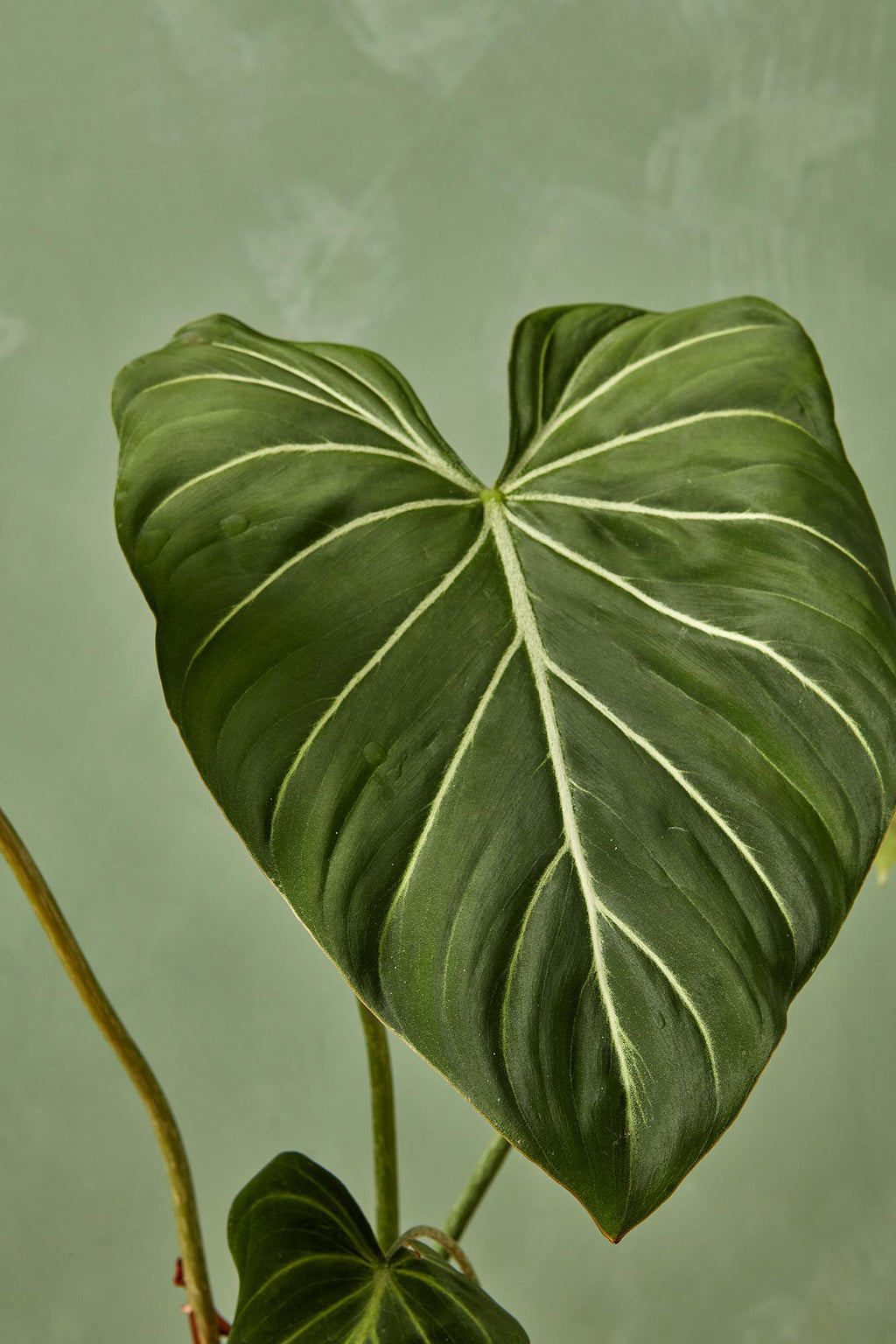 monstera gloriosum Philodendron 'Gloriosum'