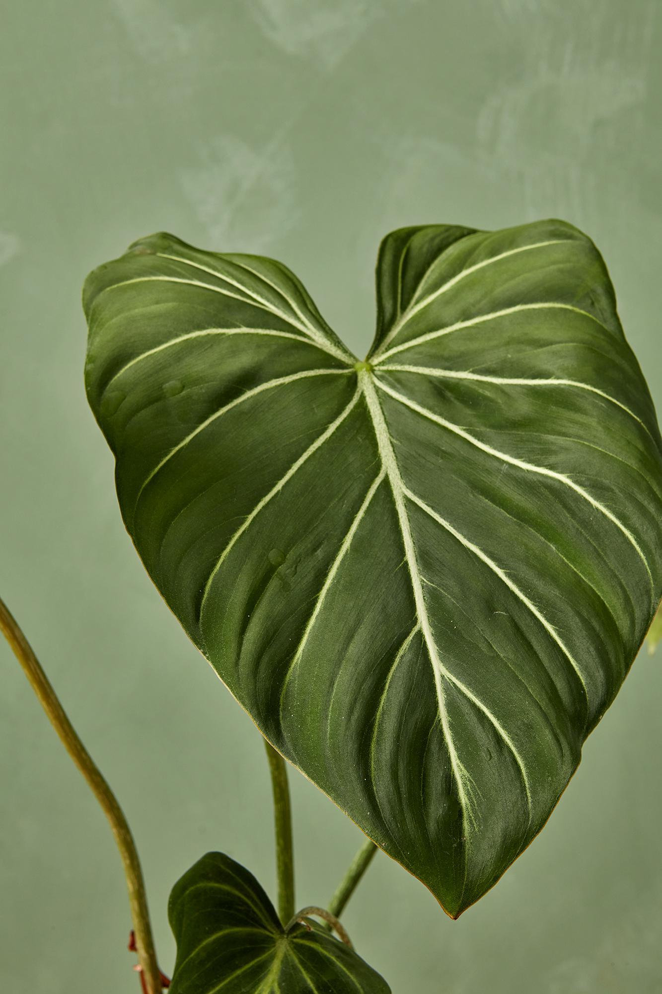 Philodendron 'Gloriosum'