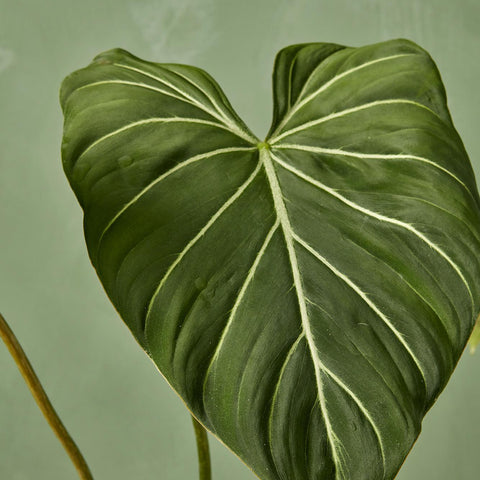 Philodendron 'Gloriosum'