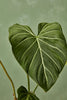 Philodendron 'Gloriosum'