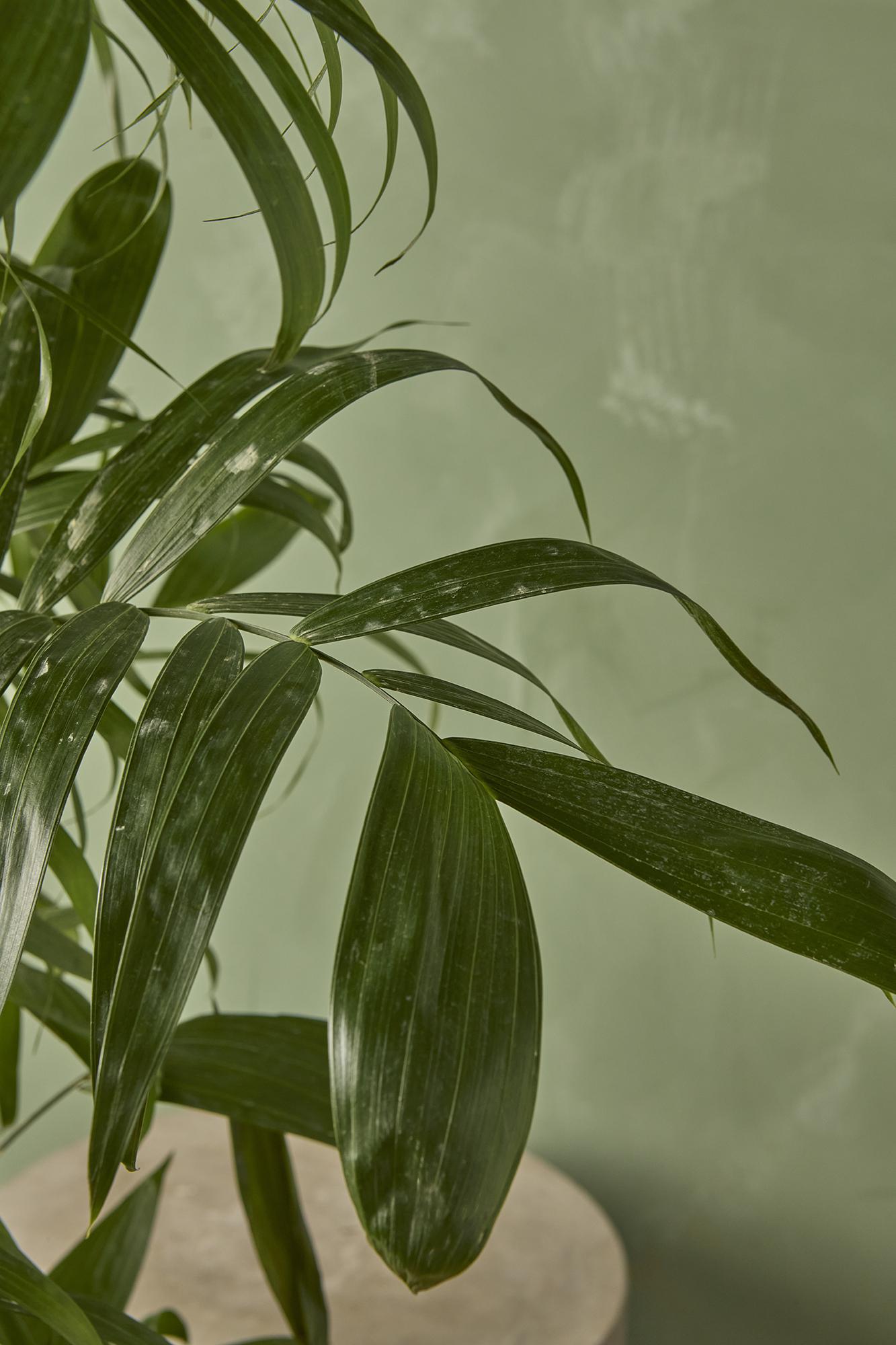 Bamboo Palm