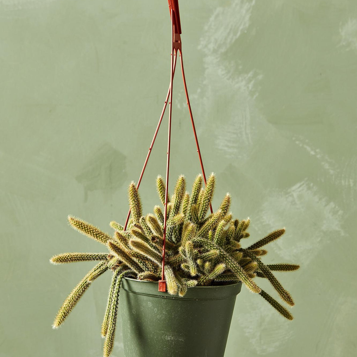 Rat Tail Cactus