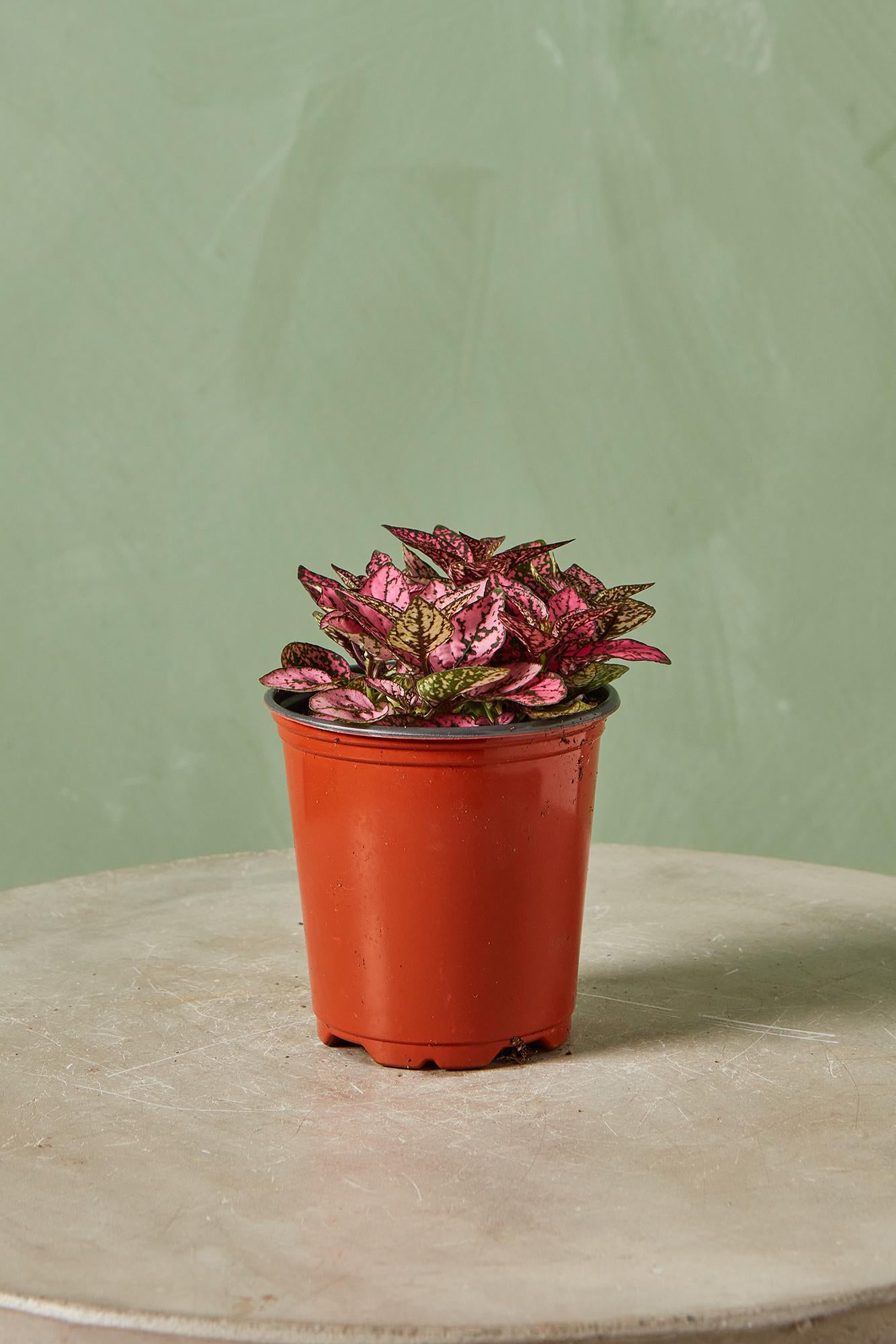 Polka Dot Plant