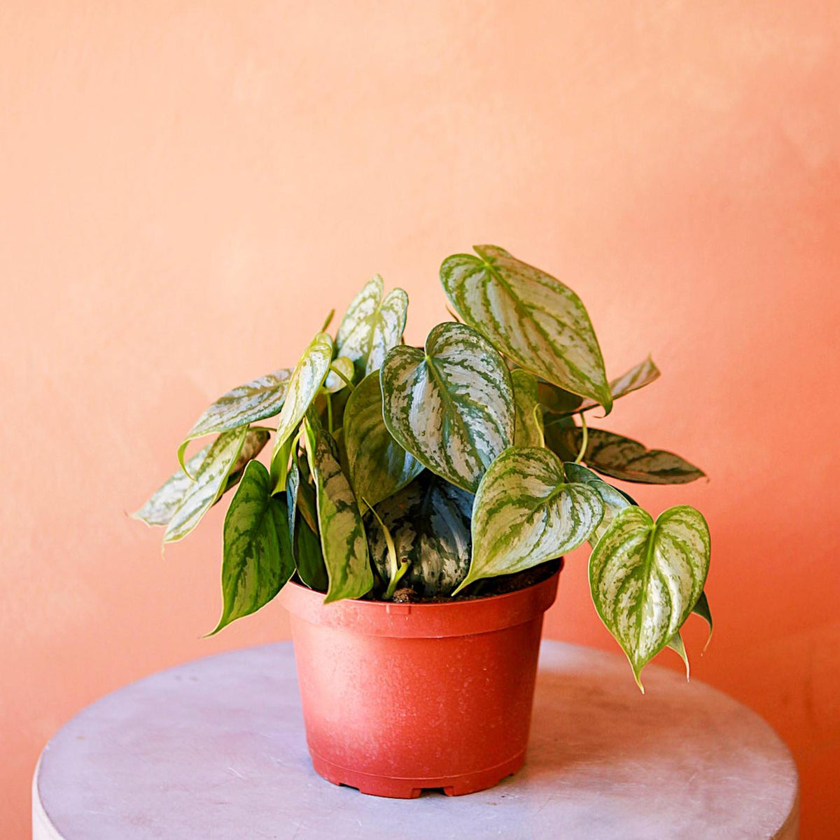 philodendron with silver leaves 'Silver Leaf' Philodendron