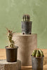 Assorted Cactus