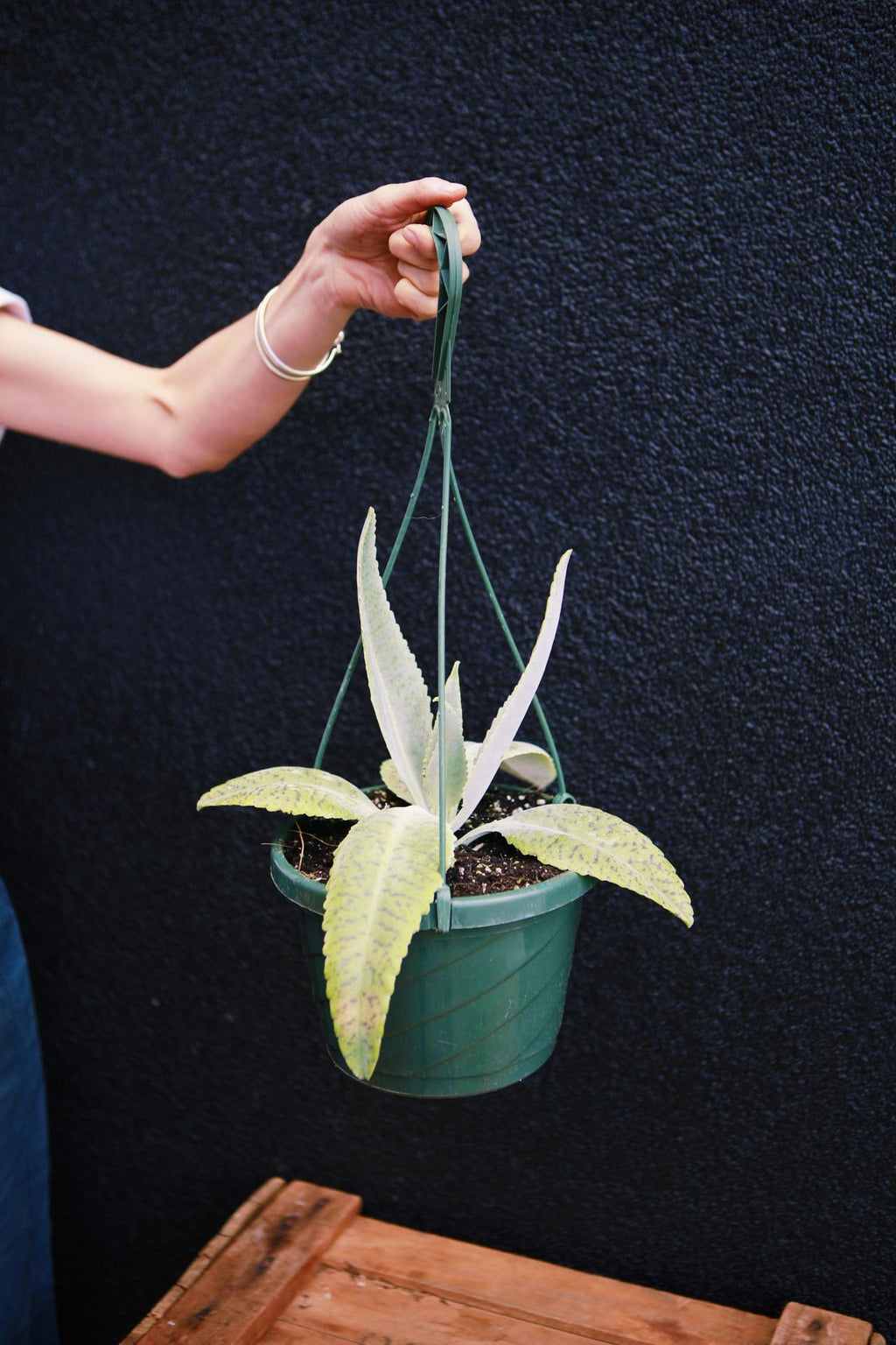 donkey's ears plant Donkey Ears