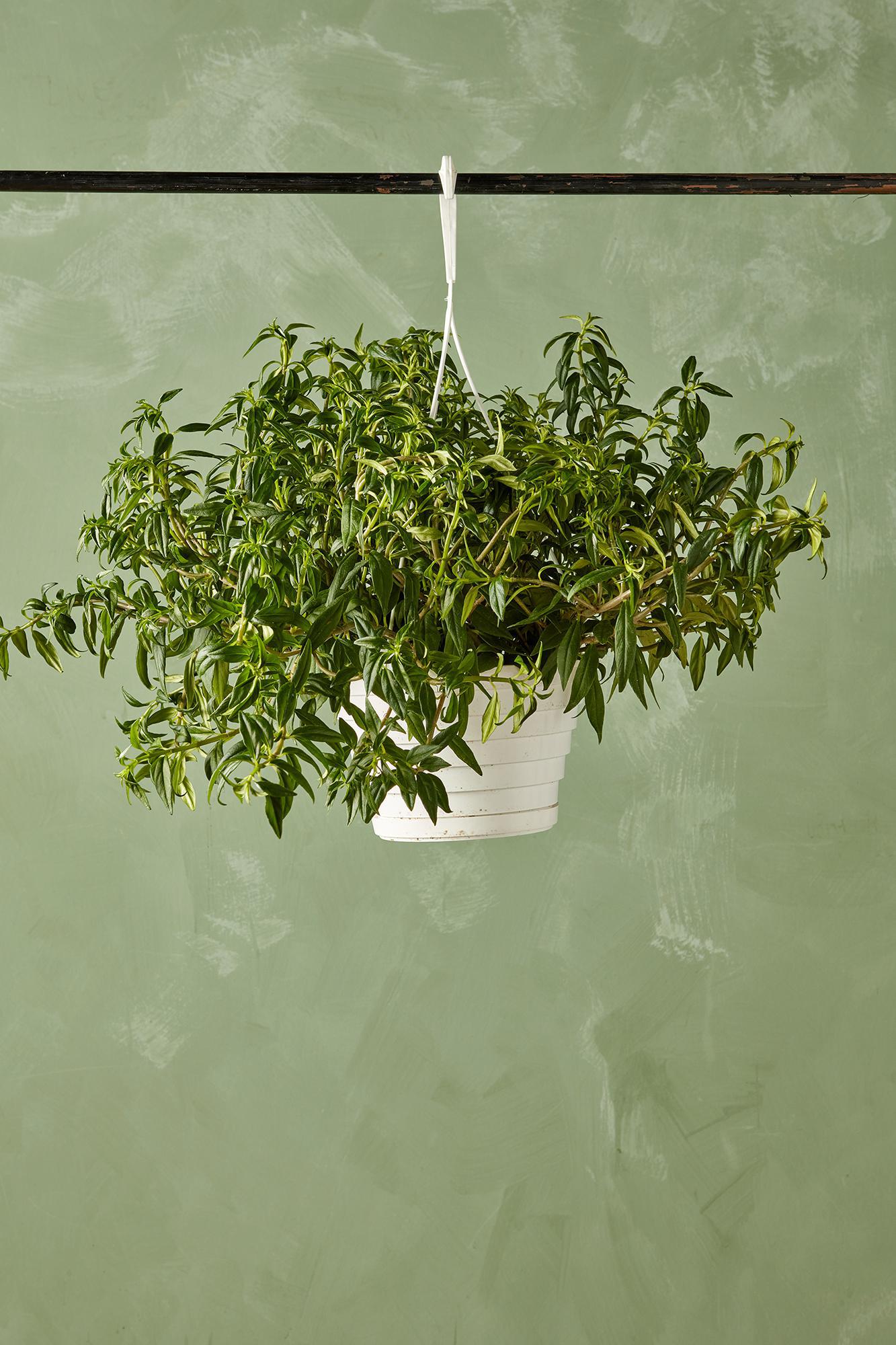 Flying Goldfish Plant