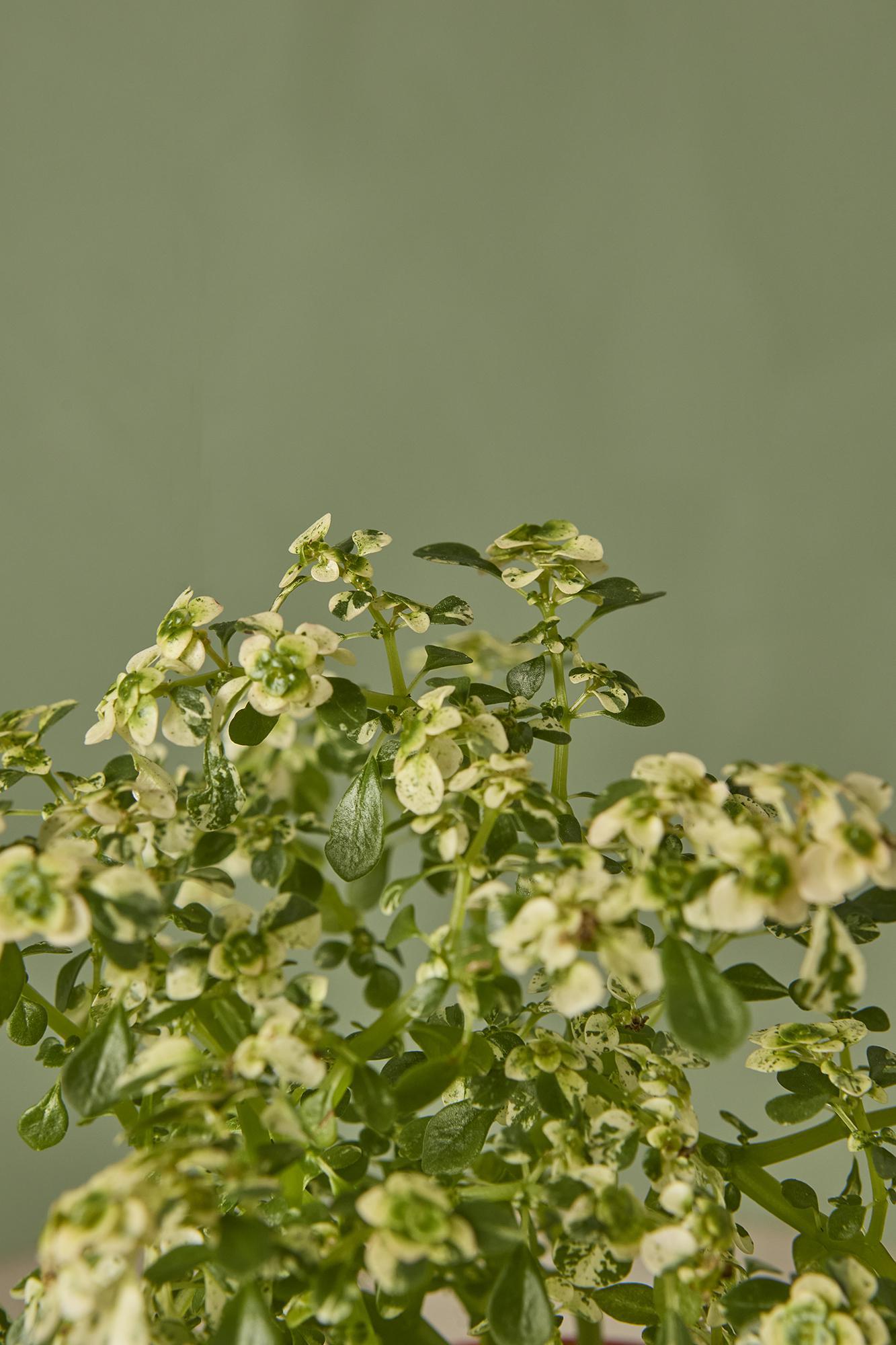 Artillery Fern