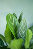 Aglaonema 'Stripes'