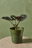 Alocasia 'Kapit'
