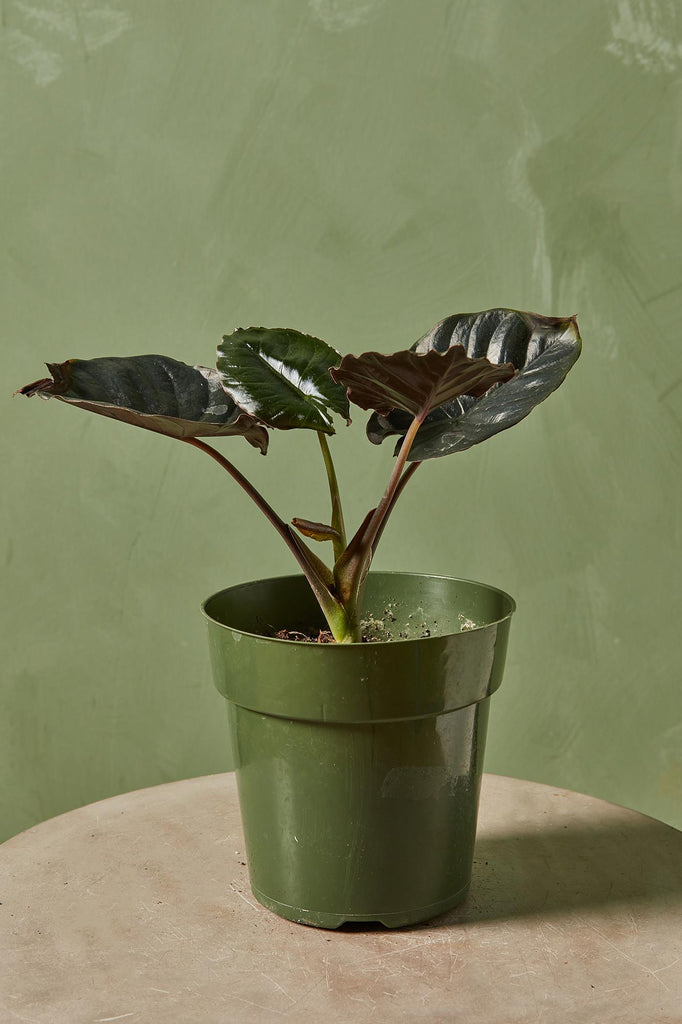 Alocasia 'Kapit'