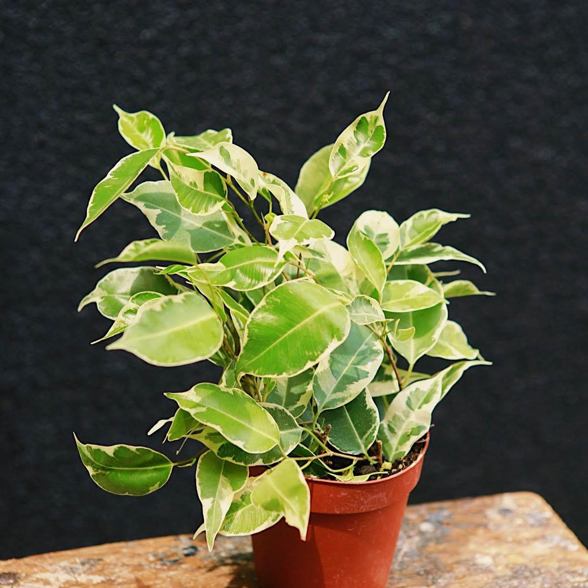 Ficus 'Starlight'