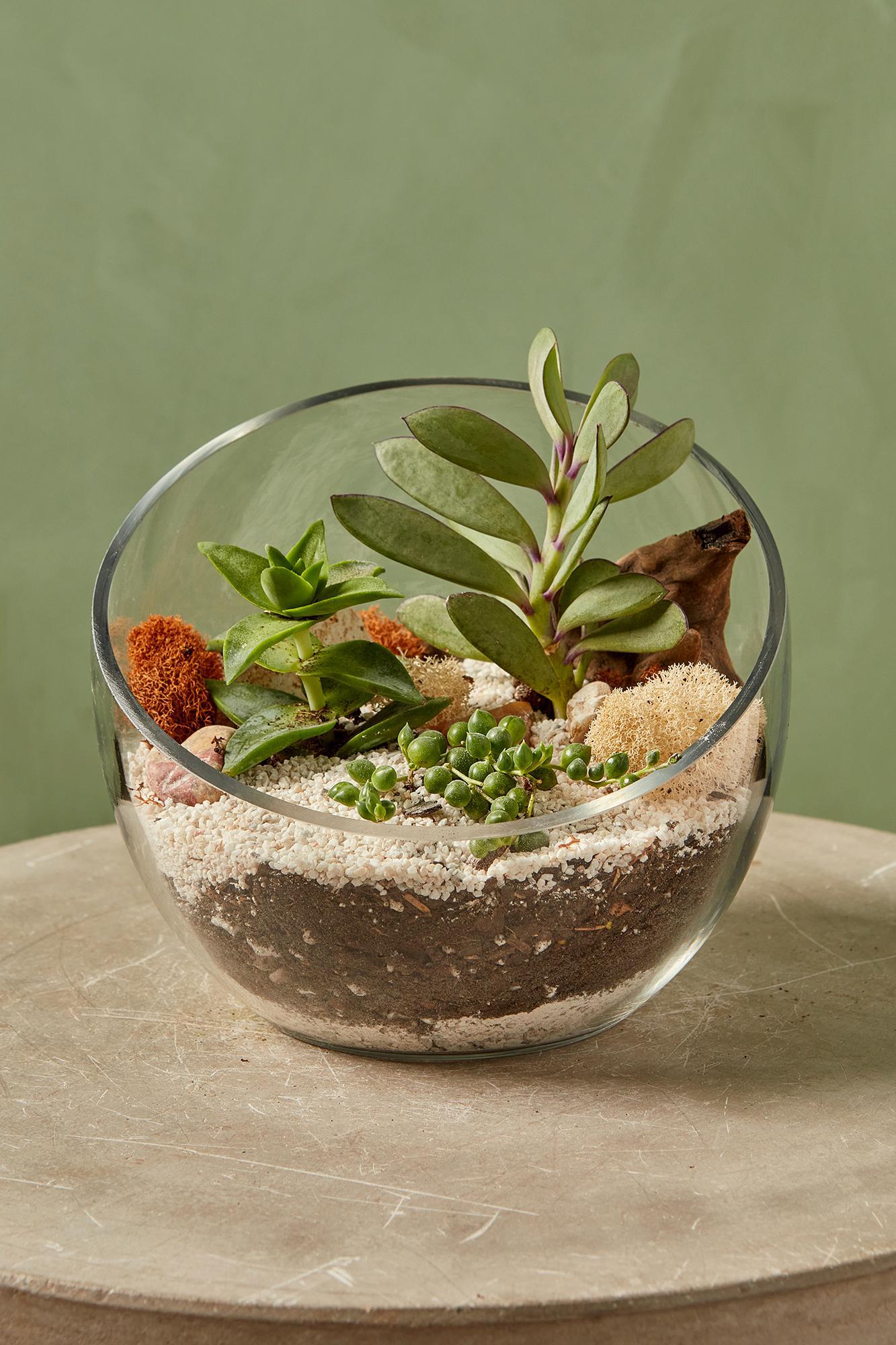 Novel Terrarium