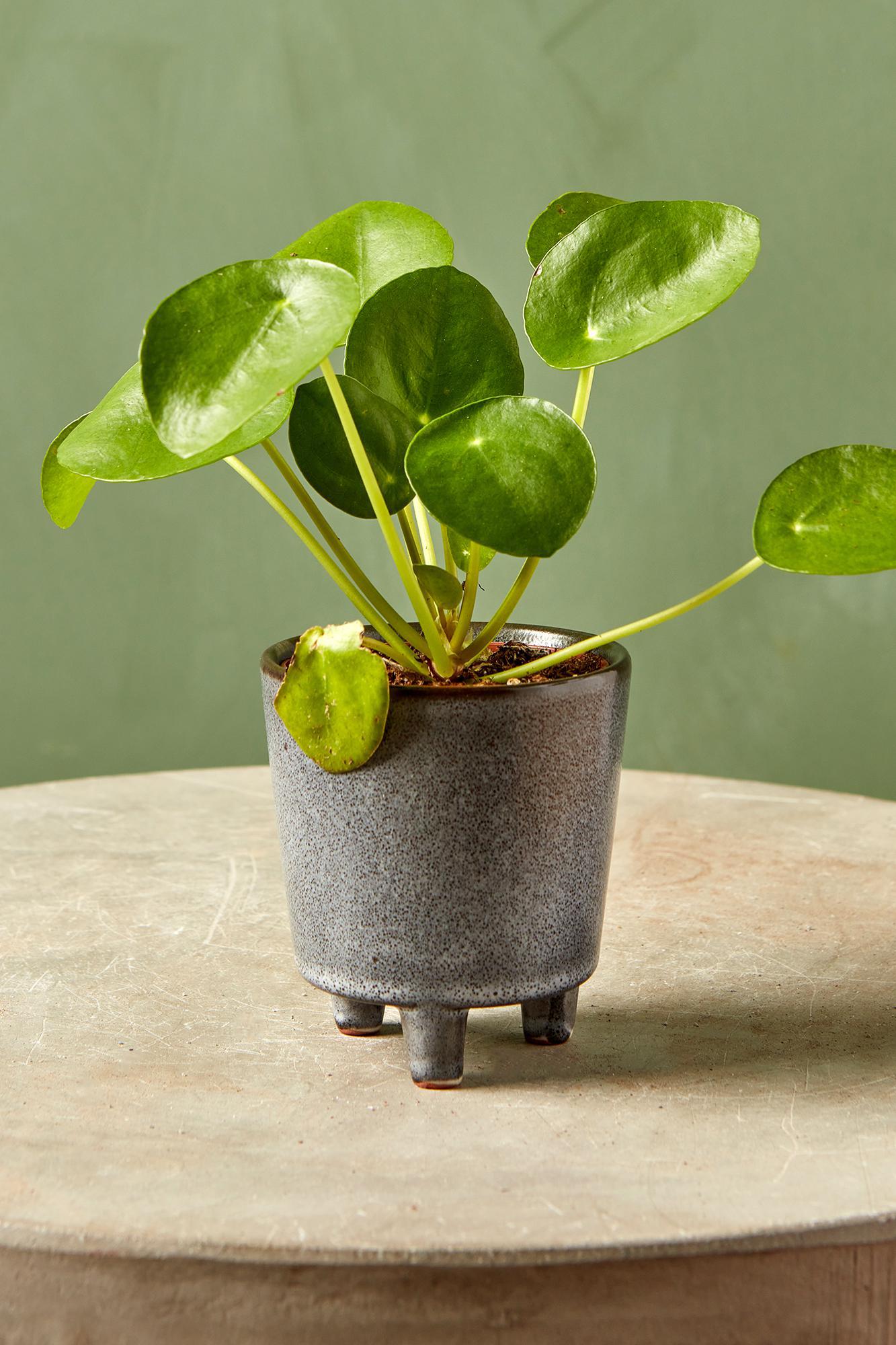 Merci Footed Pot