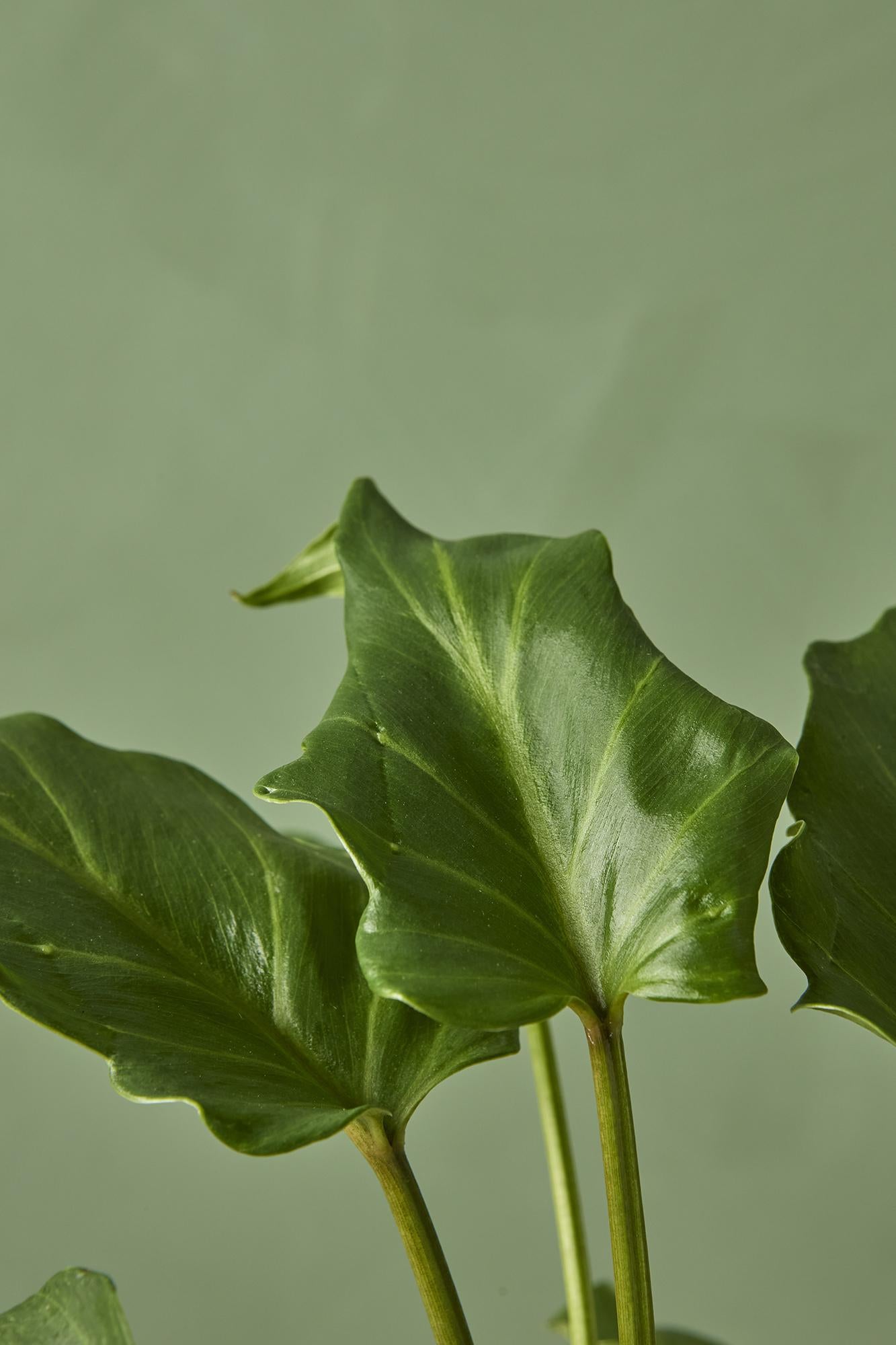 Philodendron 'Xanadu'