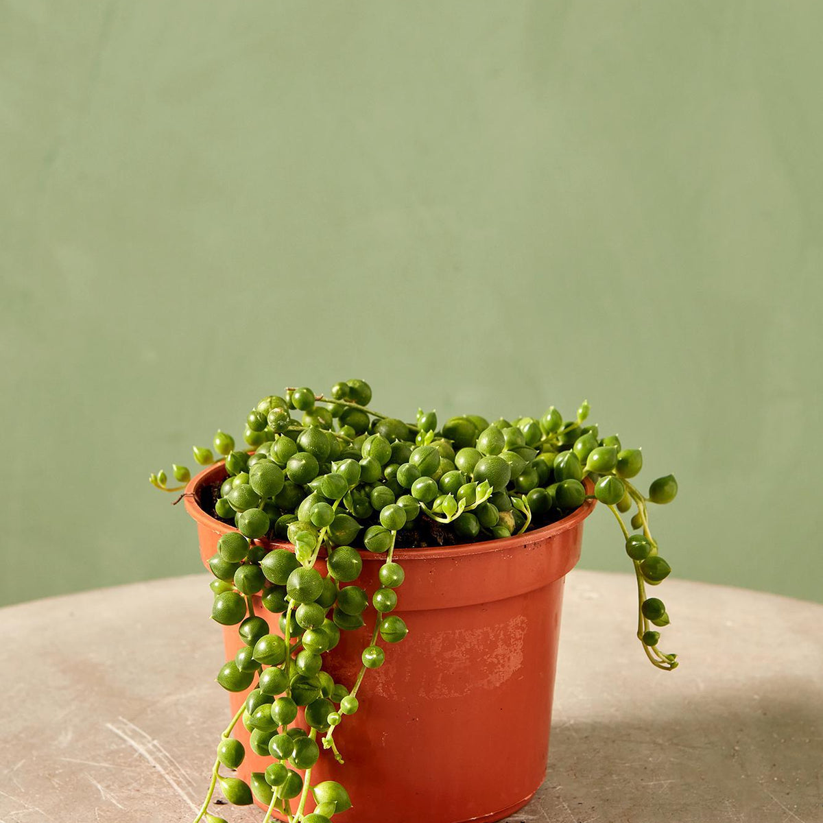 String of Pearls 4