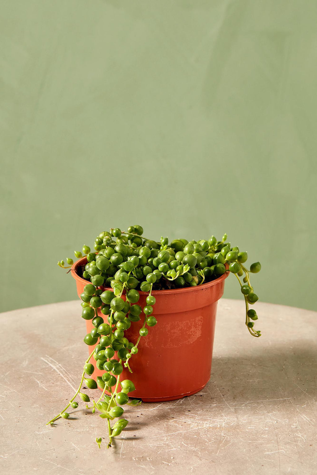 are string of pearls a succulent String of Pearls