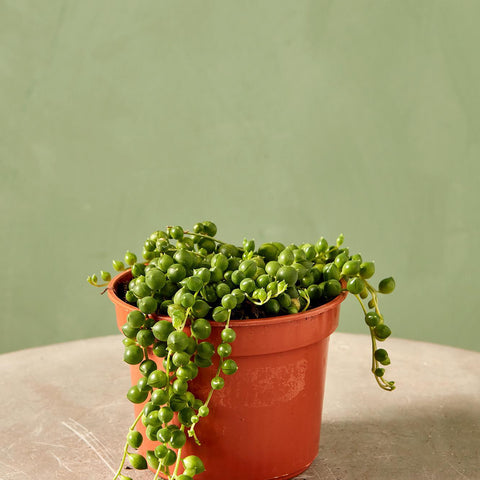 String of Pearls