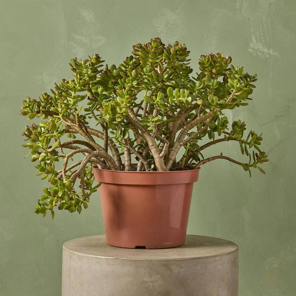 jade asst plant Jade Plant 'Crosby' 14" Character