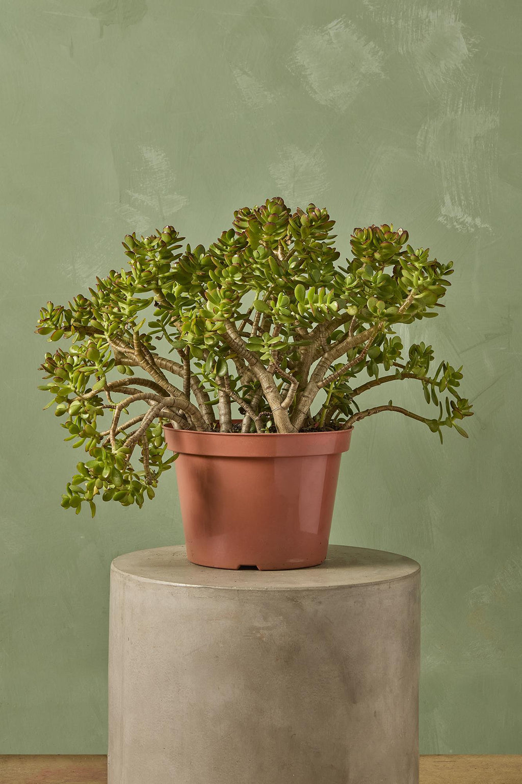 jade plant gumby Jade Plant 'Crosby'