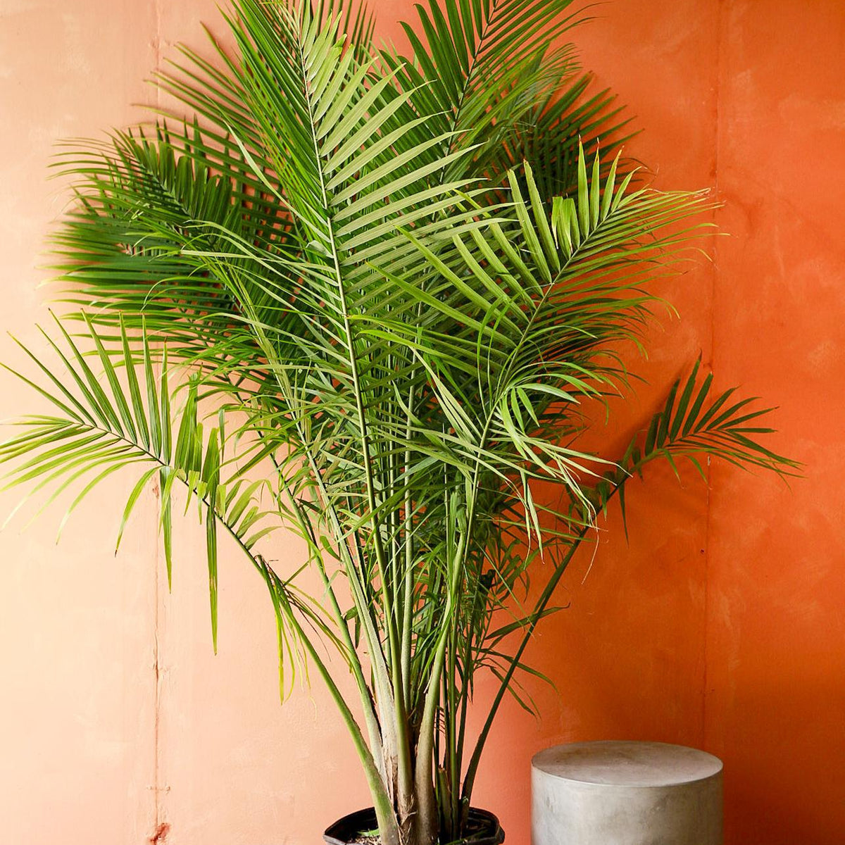Kentia Palm