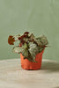 Rex Begonia 'Stonewall'