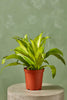 Dracaena 'Limelight'