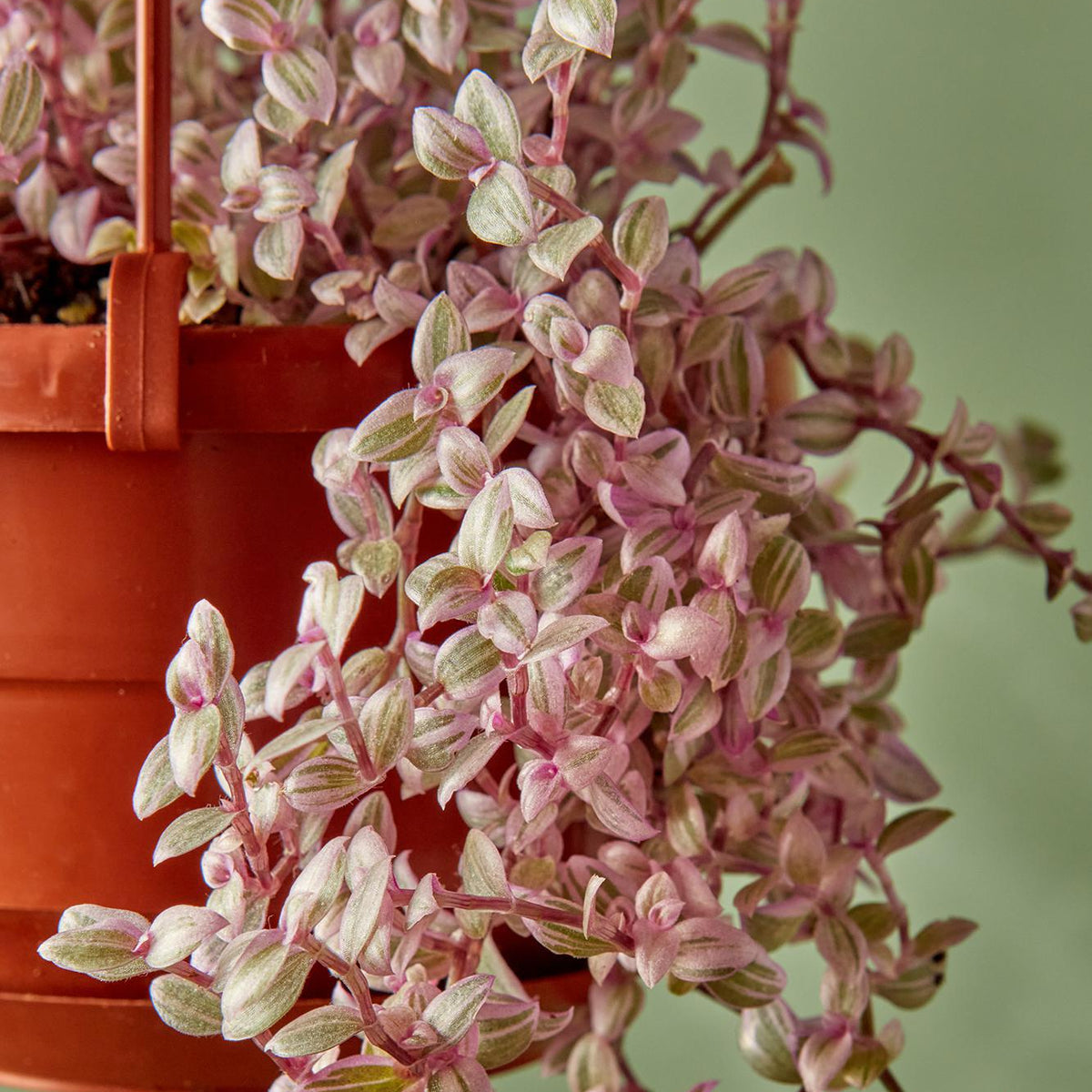 pink lady succulent care Callisia 'Pink Lady'
