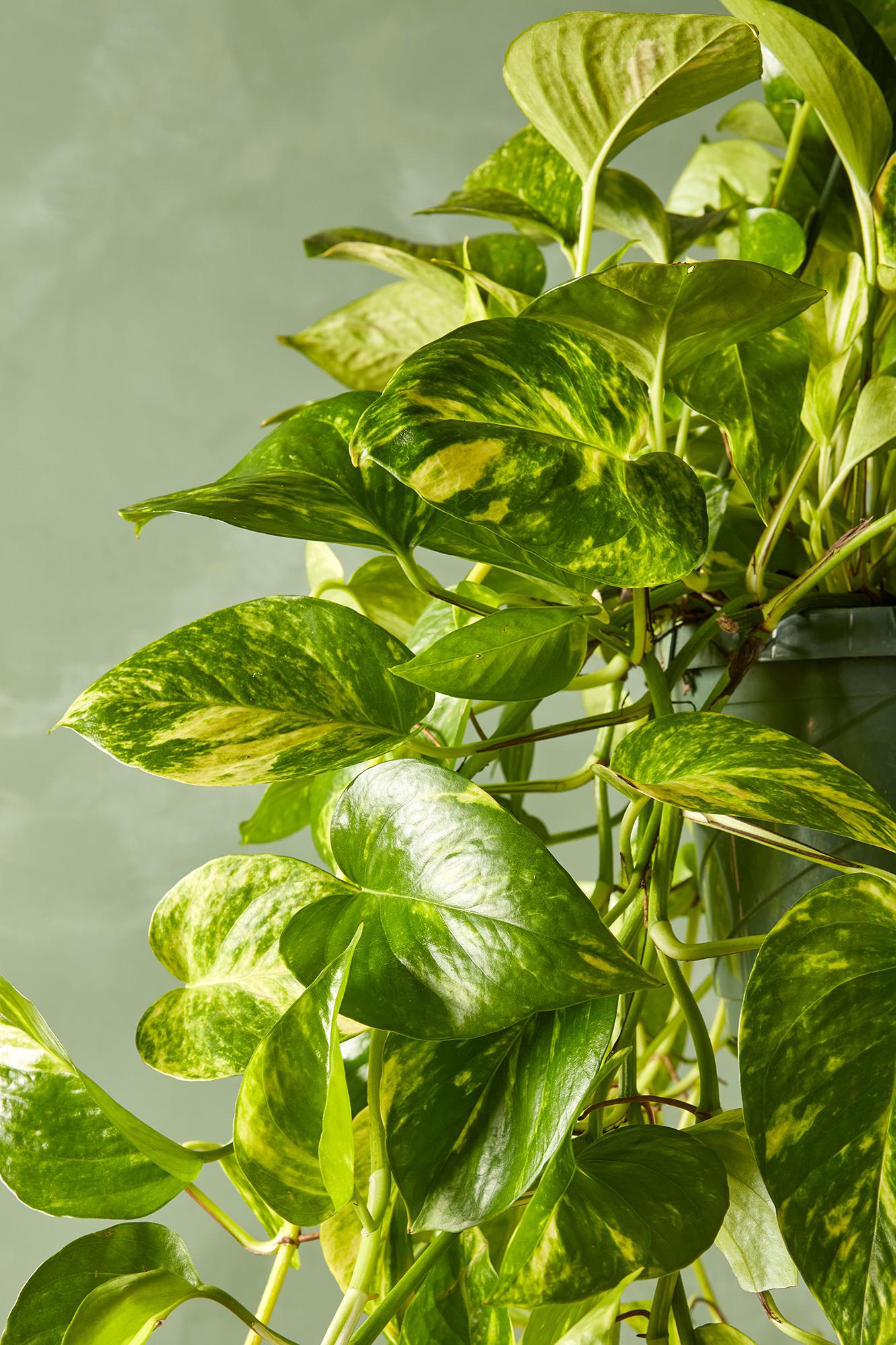 Golden Pothos