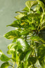 Golden Pothos