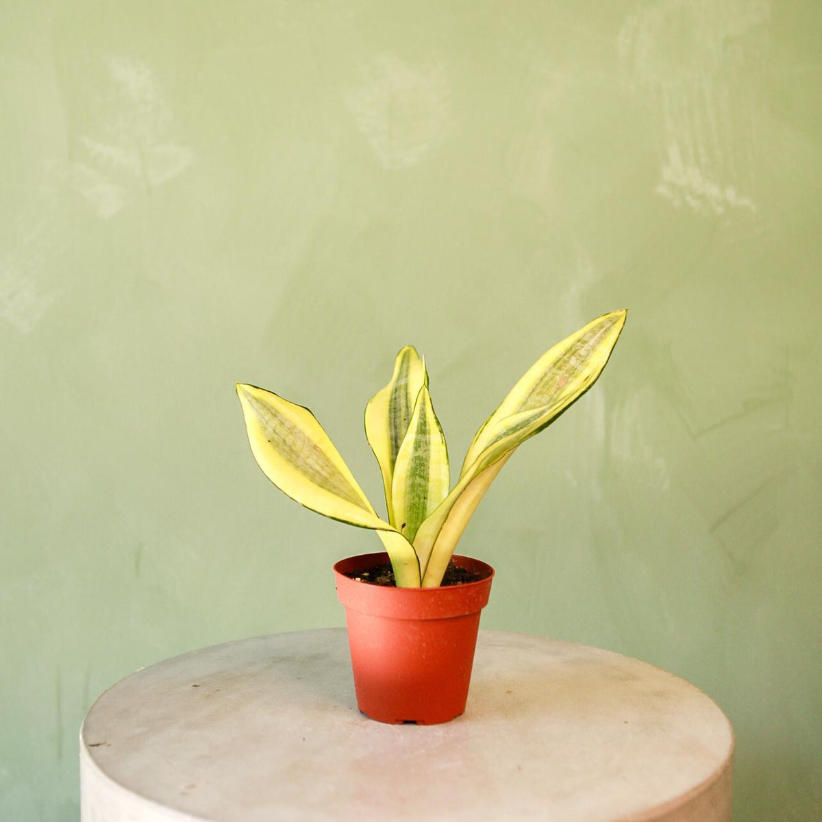 gold dust snake plant Snake Plant 'Gold Dust'