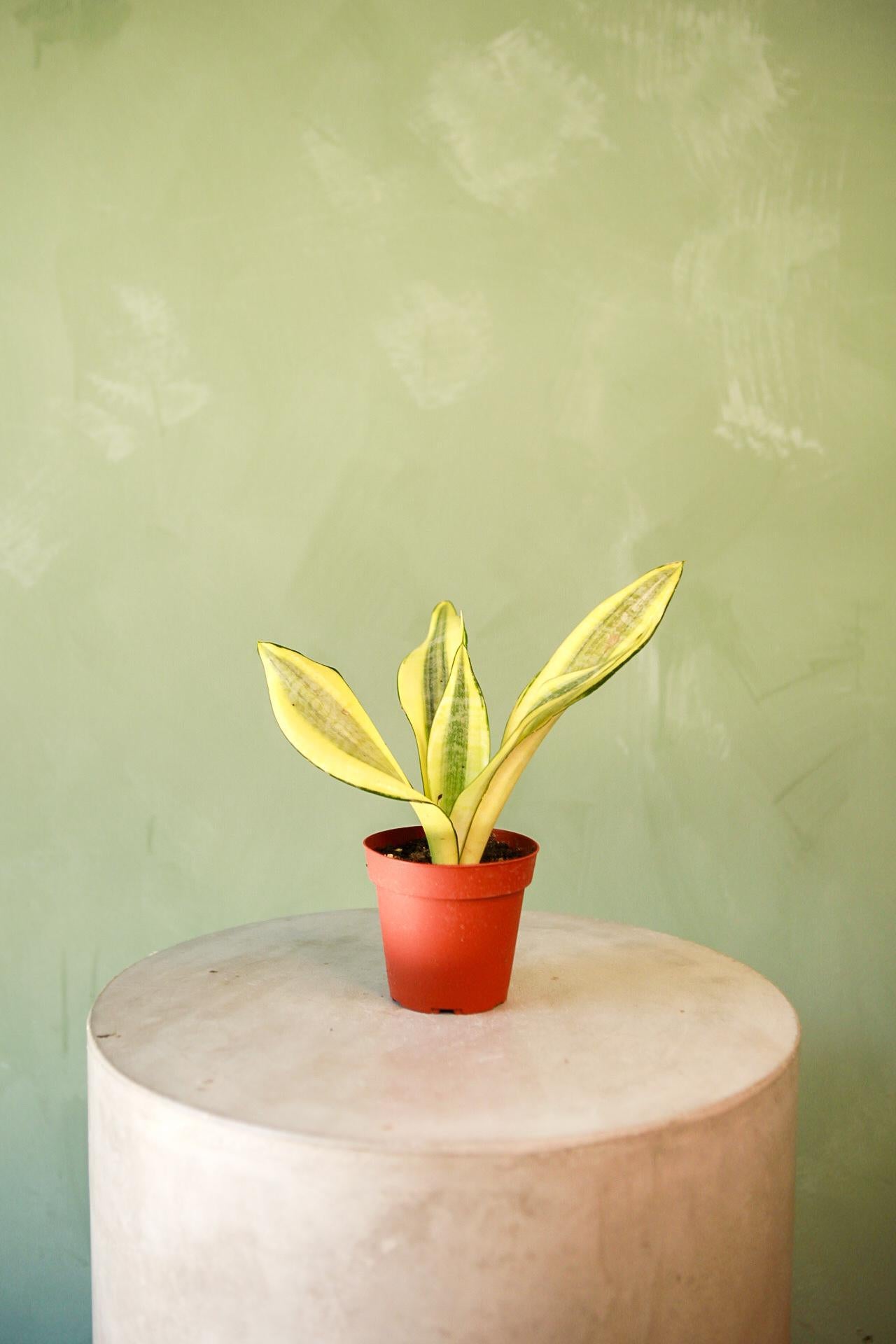 Snake Plant 'Gold Dust'