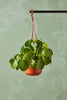 Coin Plant